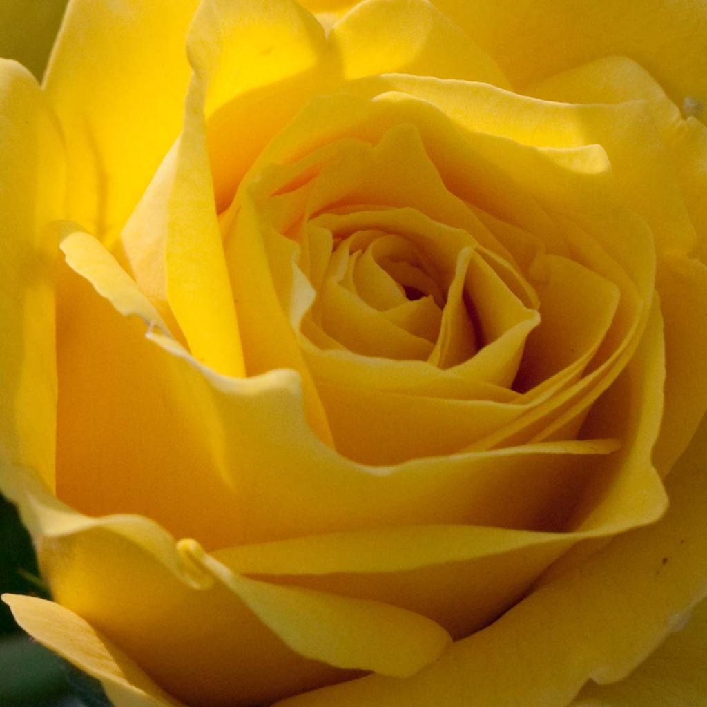 Rosa polyantha Friesia