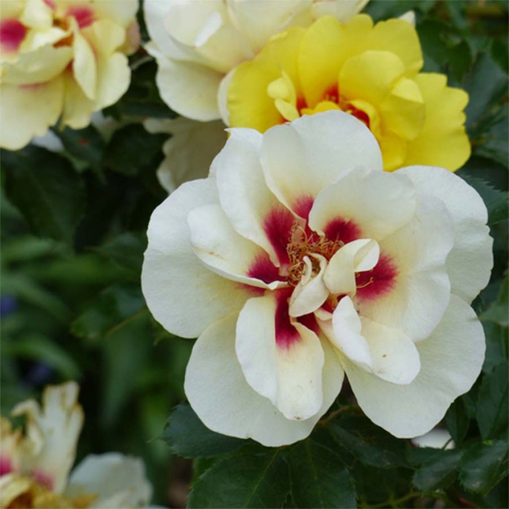 Rosa rampicante Eyeconic