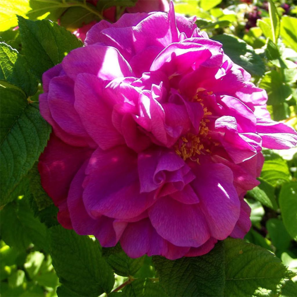 Rosa rugosa Hansa