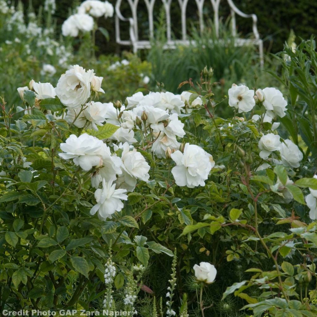 Rosa Floribunda Bianca Iceberg (Schneewittchen)