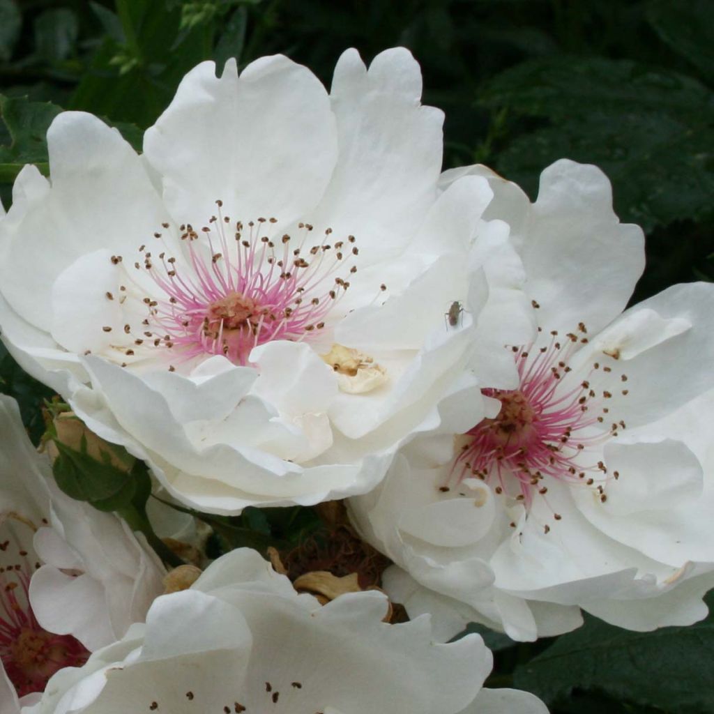 Rosa Jacqueline du Pré - Rose ibrida di tea