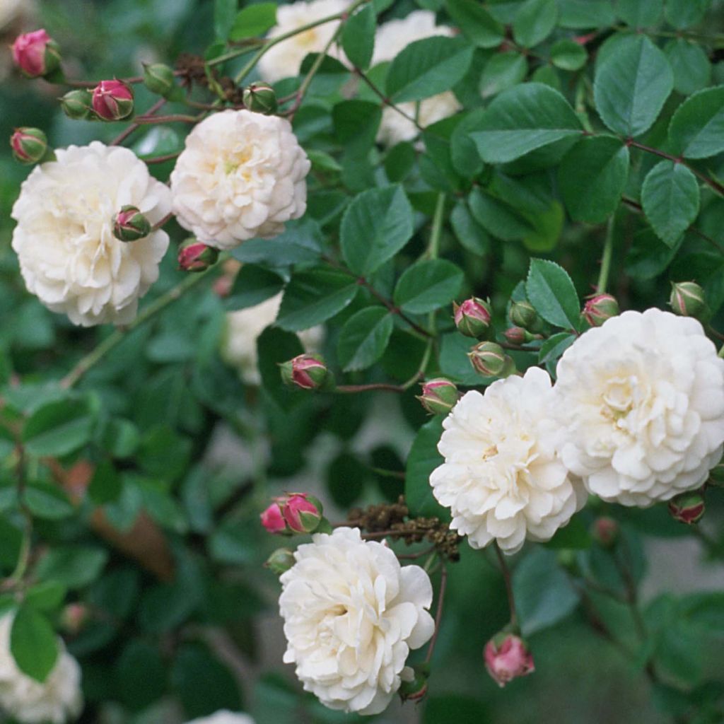 Rosa rampicante Felicité et Perpétue