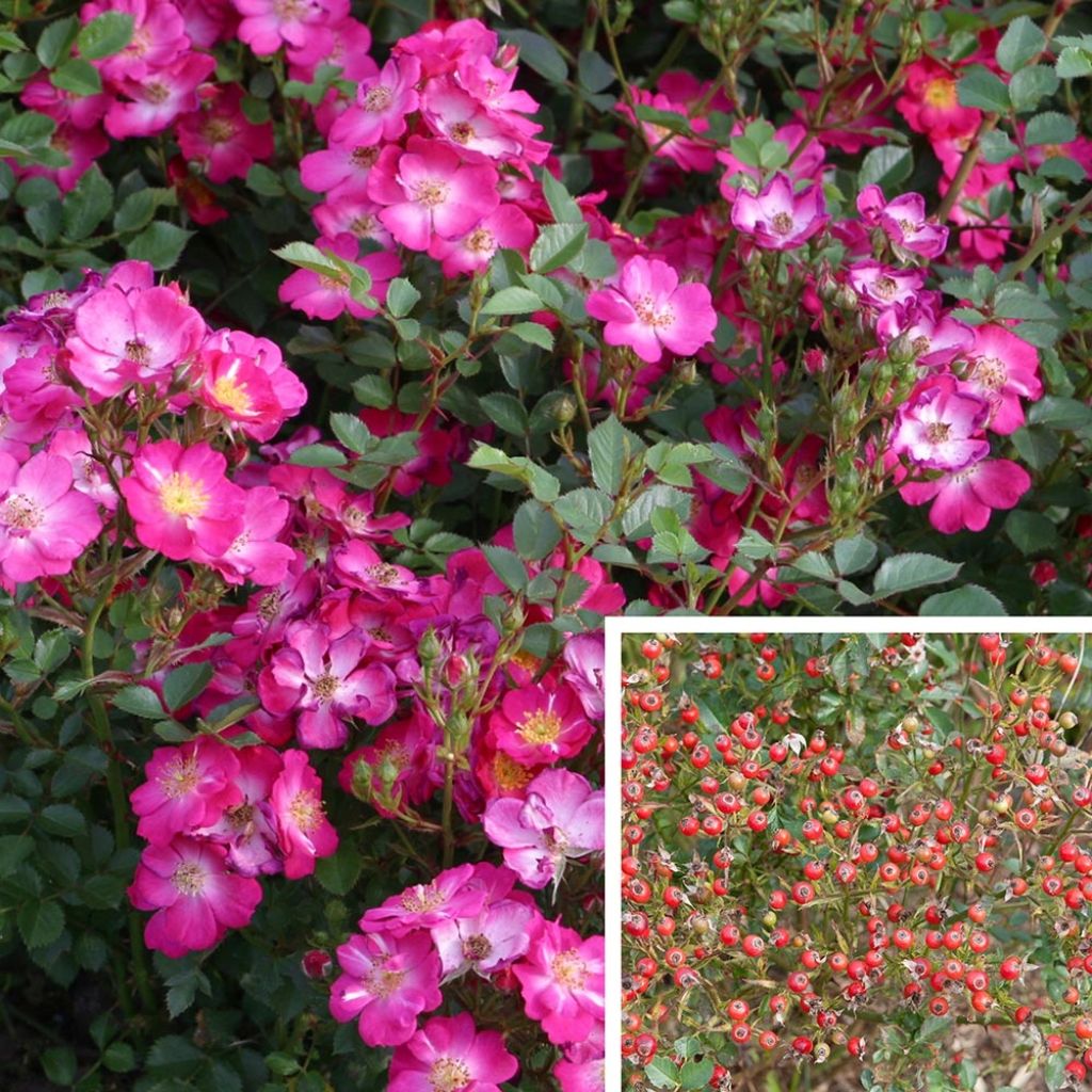 Rosa polyantha Nectar Garden Lilliput Lupo