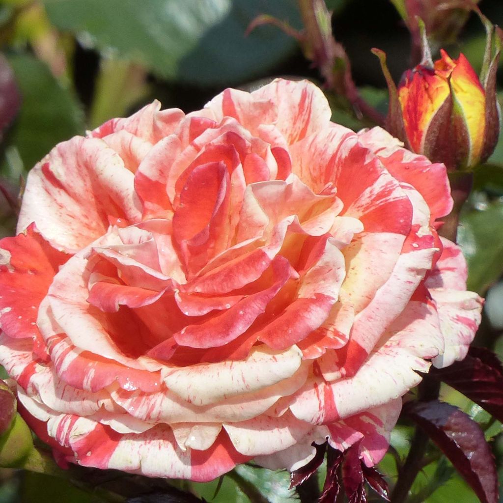 Rosa polyantha Oranges and Lemons