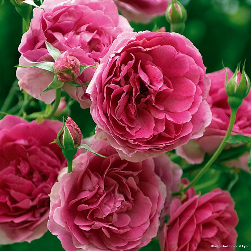 Rosa rampicante Pink Cloud