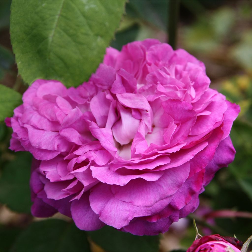 Rosa antica Reine des Violettes