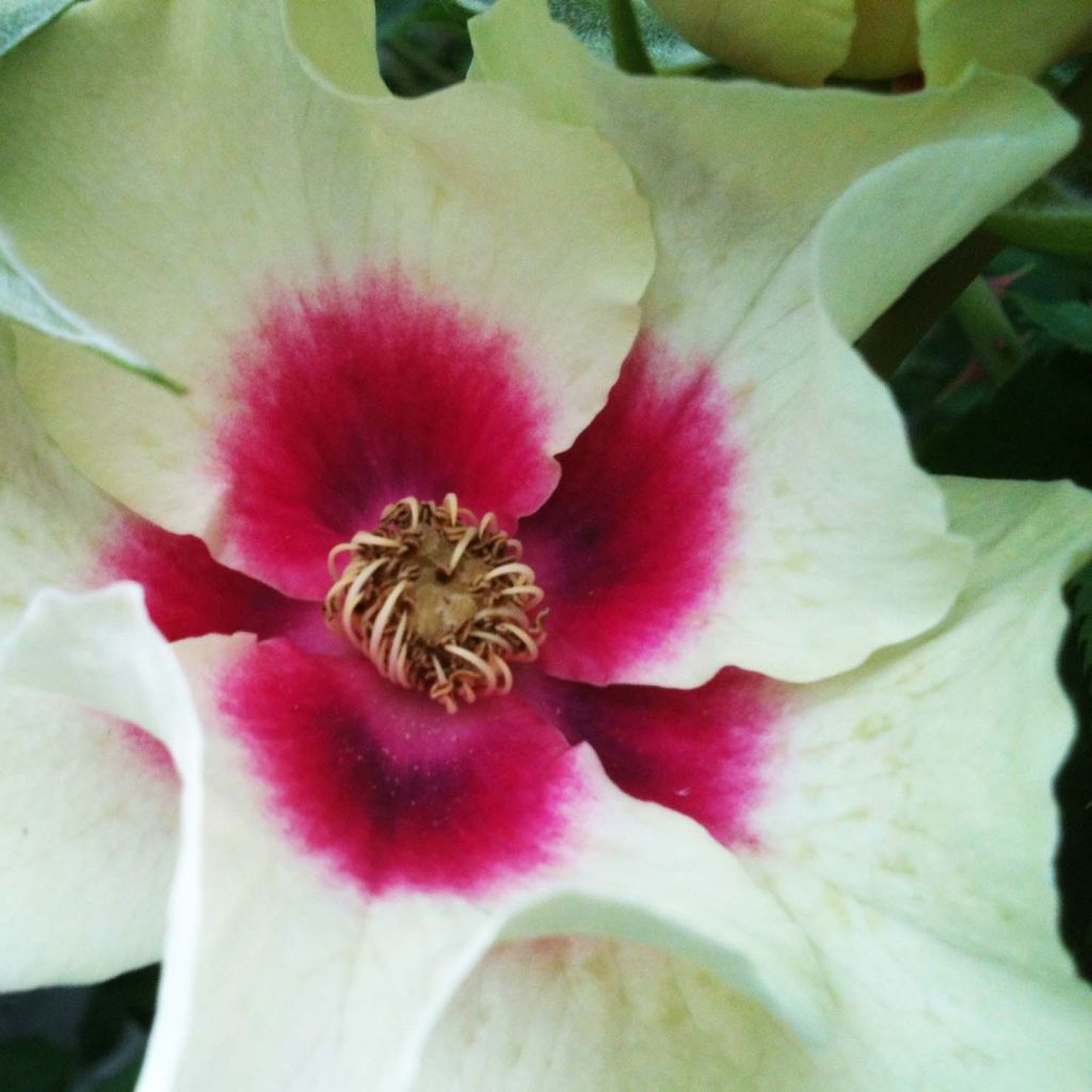 Rosa persica See You In Purple