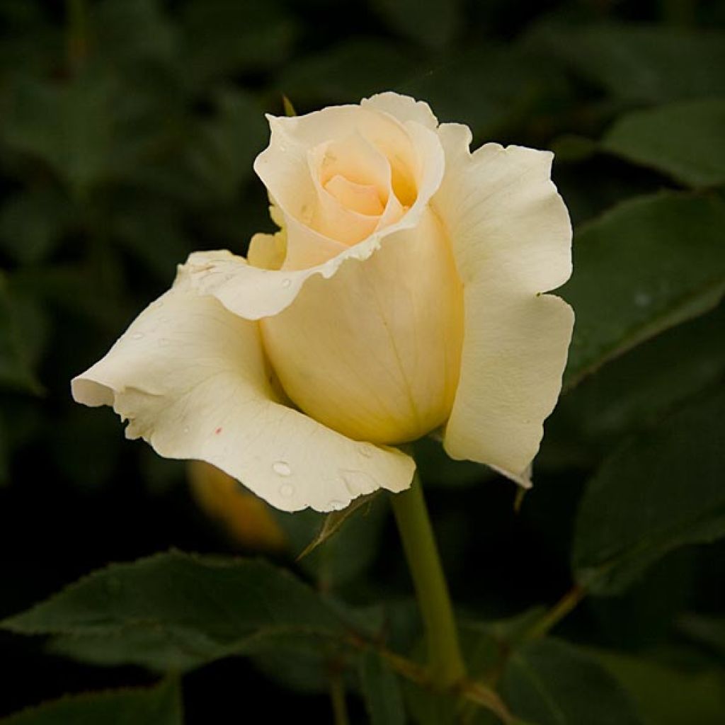 Rosa Sophia Renaissance