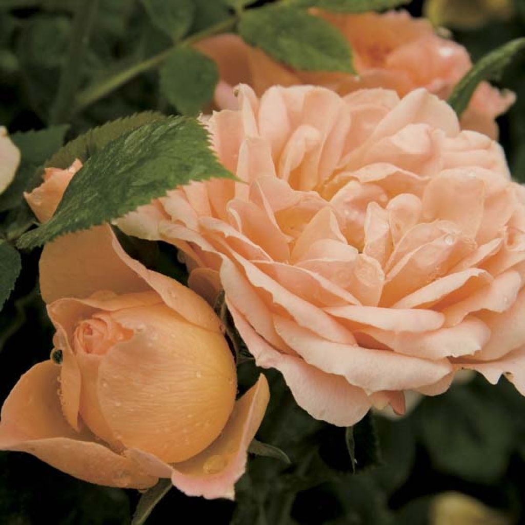 Rosa tappezzante Rosier nain Sweet Dream