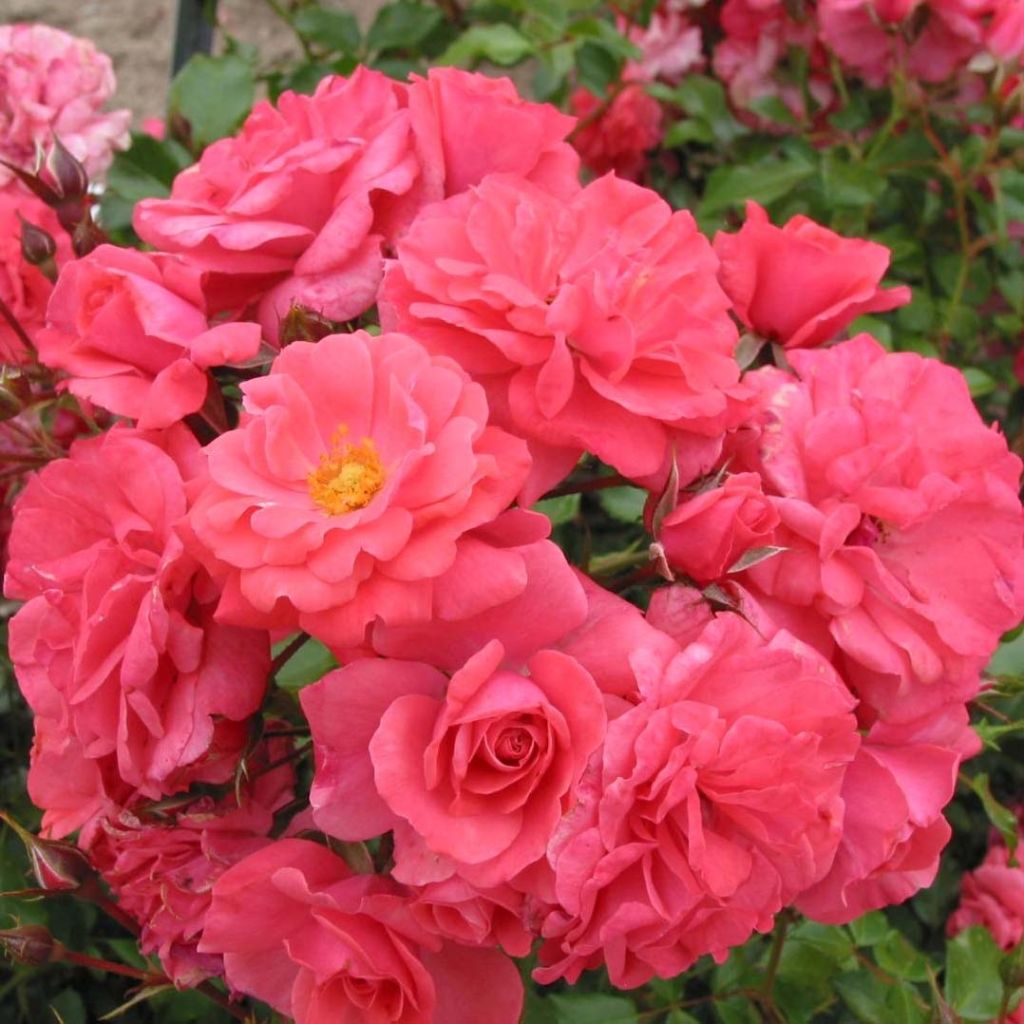 Rosier Urban Streetlight® Rekord ® Pink Emely®