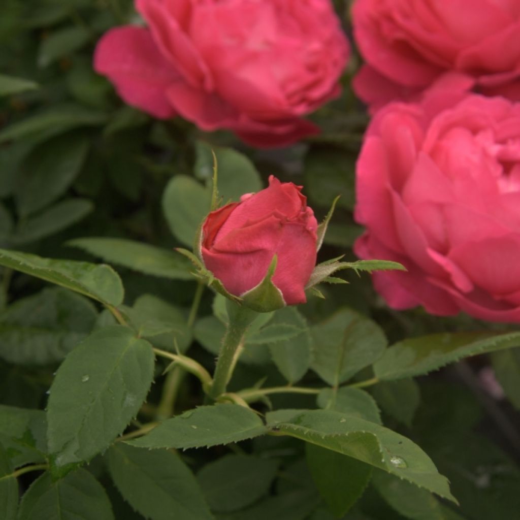 Rosa antica Ulrich Brunner fils