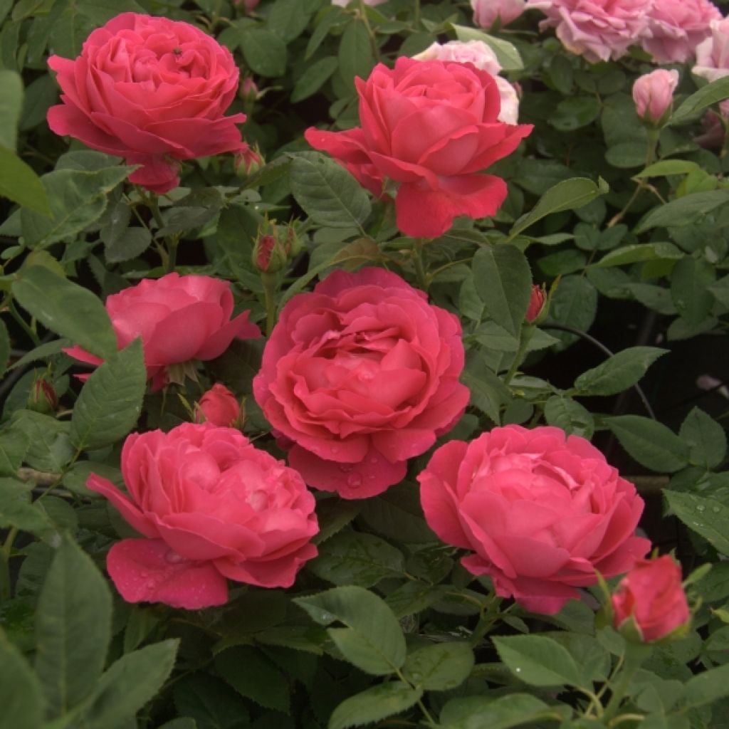 Rosa antica Ulrich Brunner fils