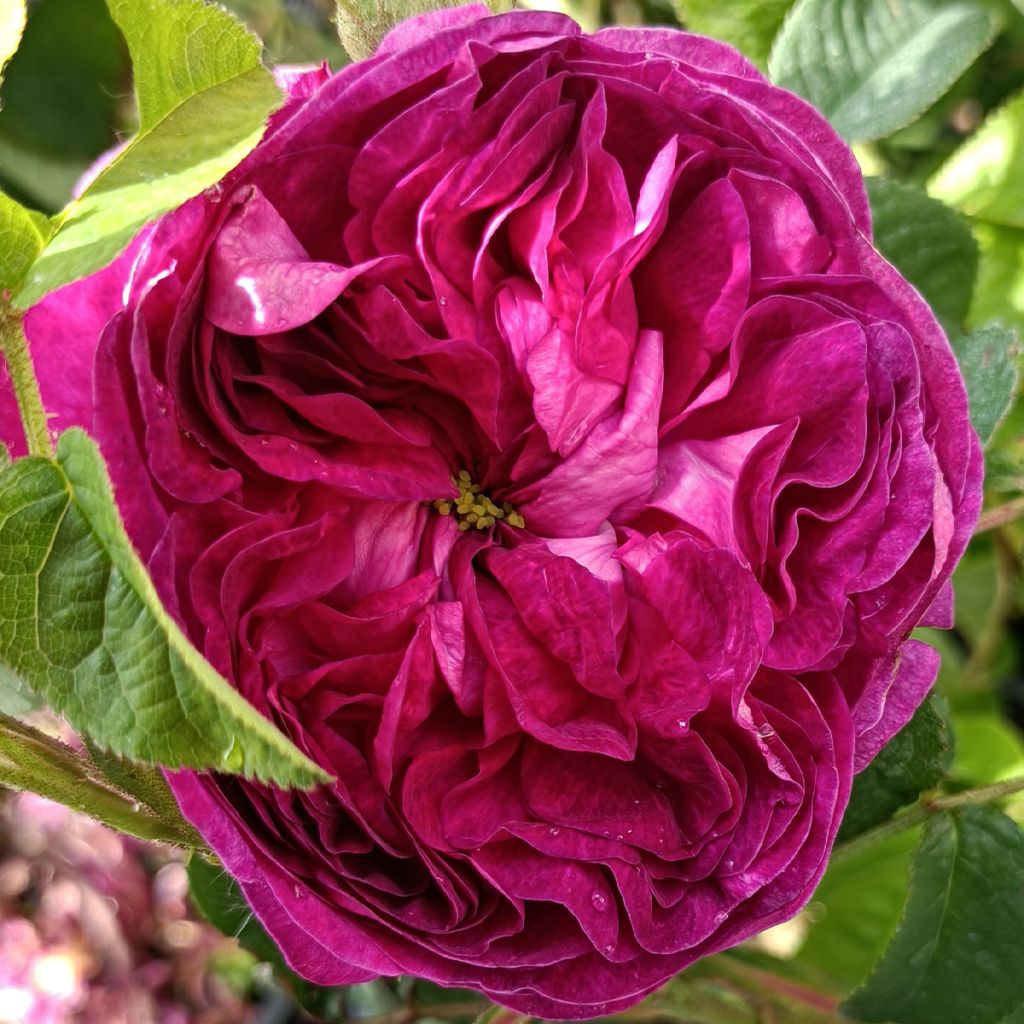 Rosa William Shakespeare 2000