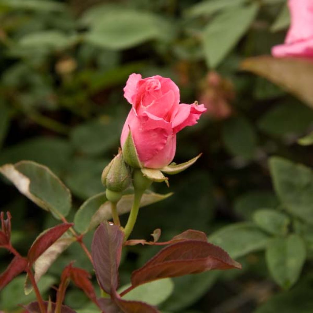 Rosa rampicante Zéphirine Drouhin