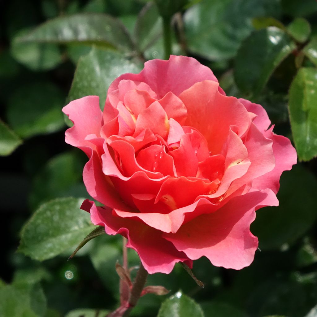 Rosa Floribunda Jean Cocteau