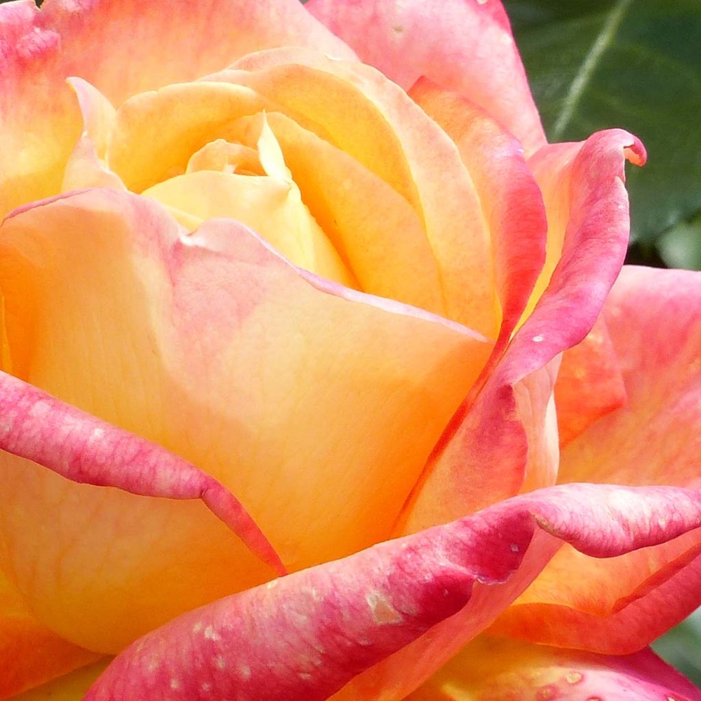 Rosa Oriental Peace - Rose ibrida di tea