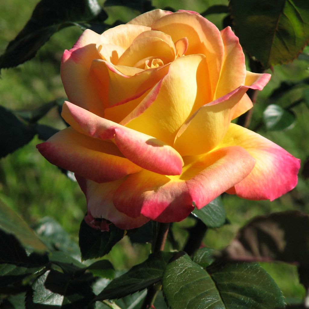 Rosa Oriental Peace - Rose ibrida di tea