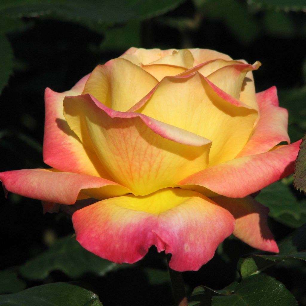 Rosa Oriental Peace - Rose ibrida di tea