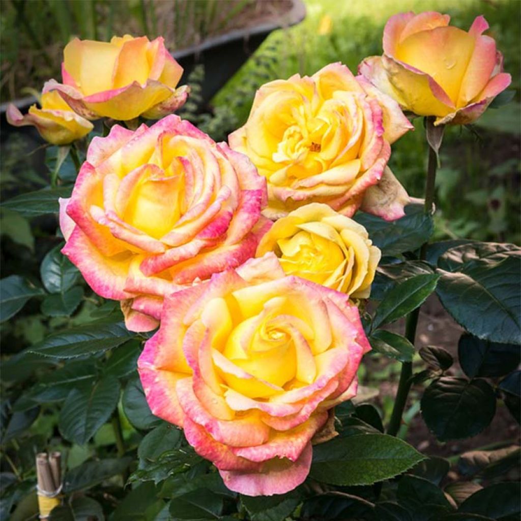 Rosa Oriental Peace - Rose ibrida di tea