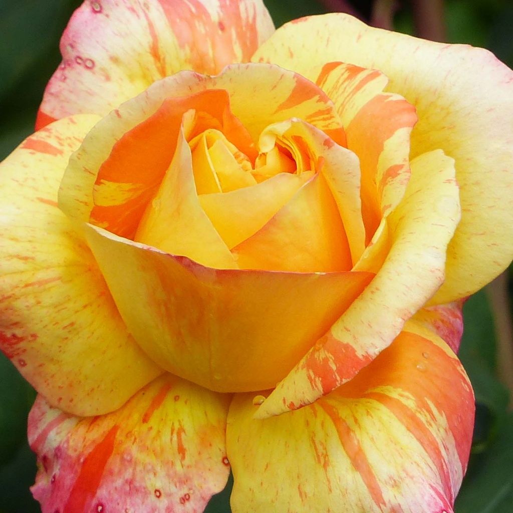 Rosa André Willemse