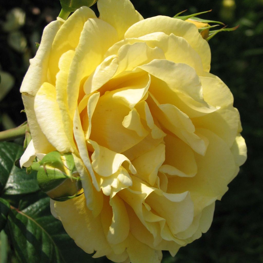 Rosa Michelangelo - Rose ibrida di tea