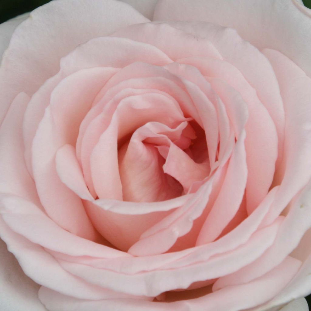 Rosa Prince Jardinier - Rose ibrida di tea