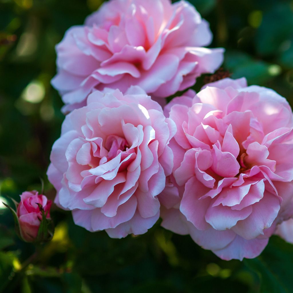 Rosa Floribunda Botticelli