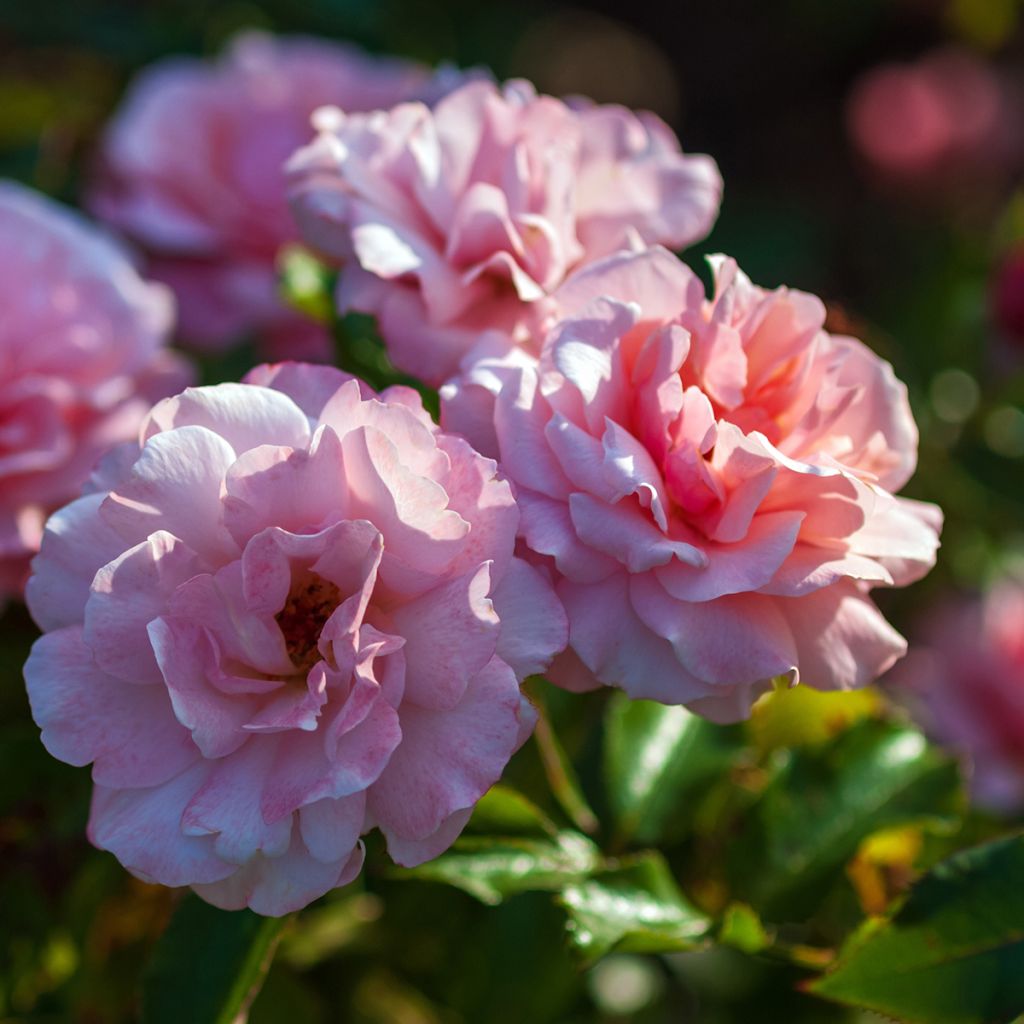 Rosa Floribunda Botticelli