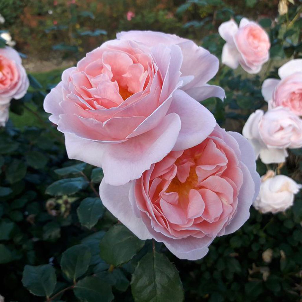 Rosa polyantha Caroline's Heart