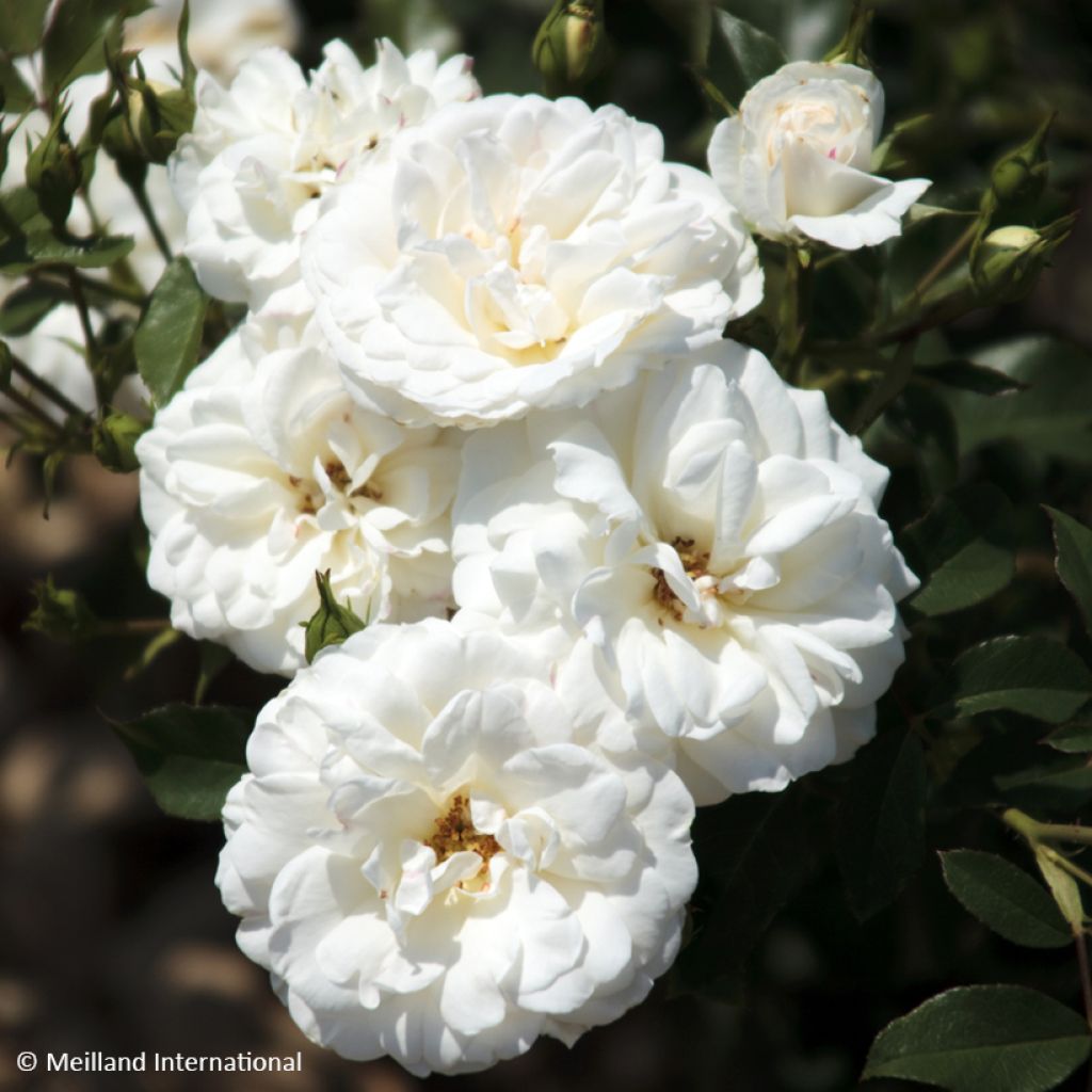 Rosa Floribunda Carte Blanche