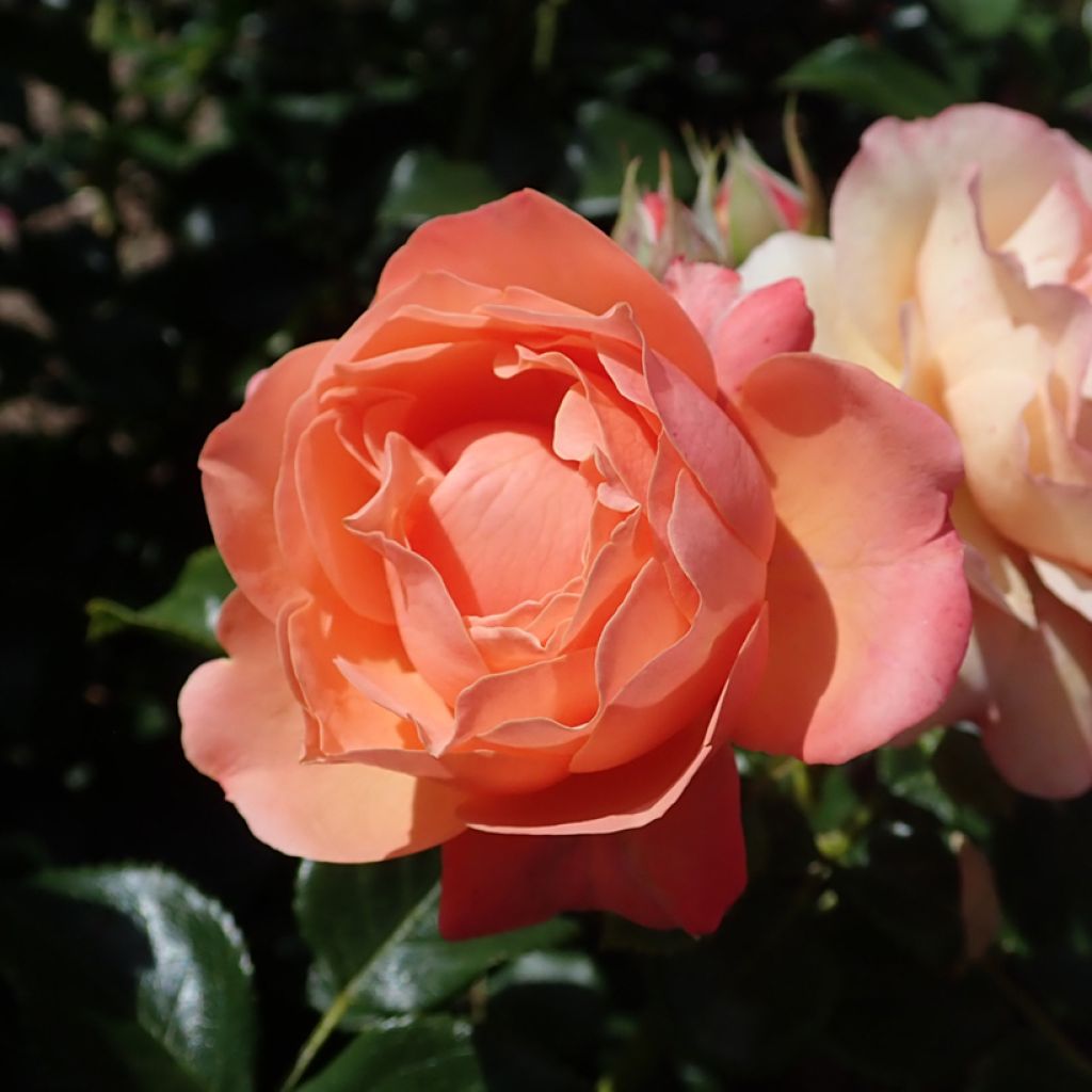 Rosa polyantha Fantasia Coral Lions-Rose