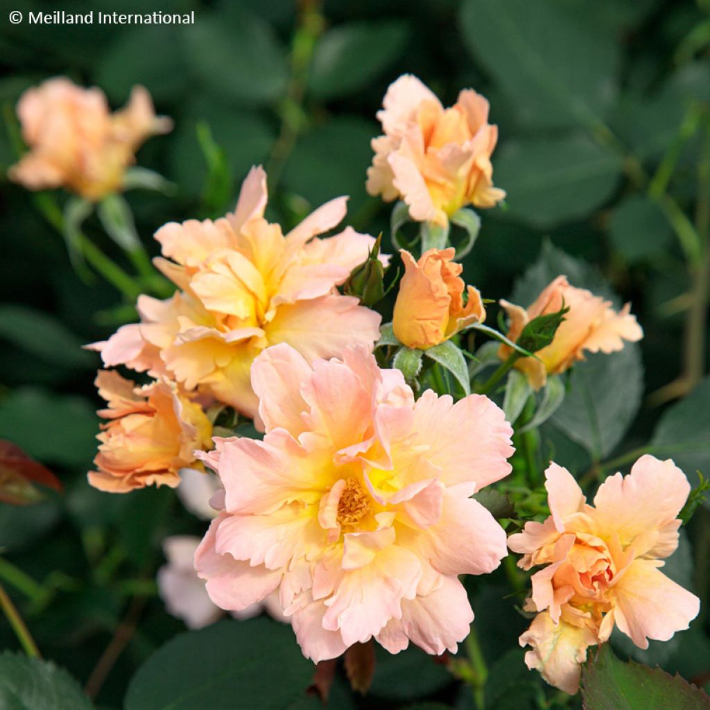 Rosa Floribunda Flame Origami