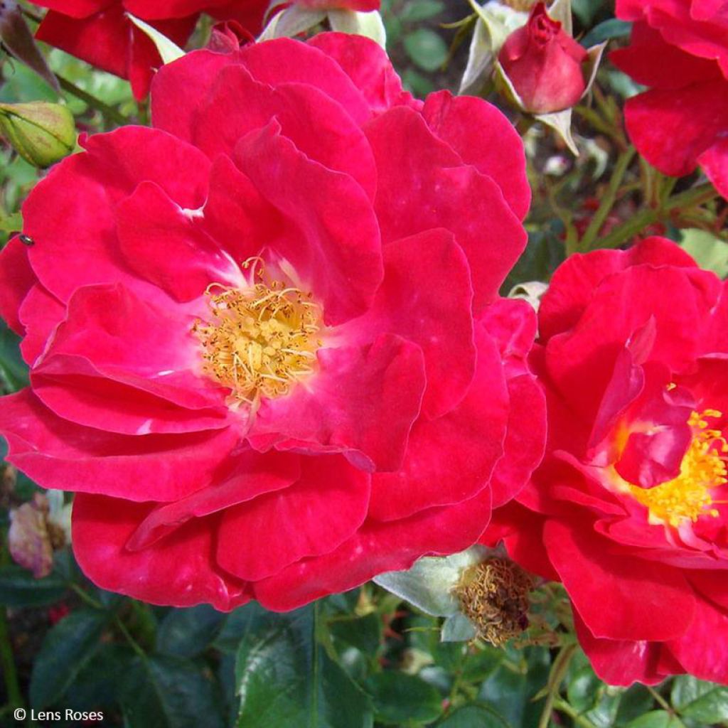 Rosa polyantha Garance