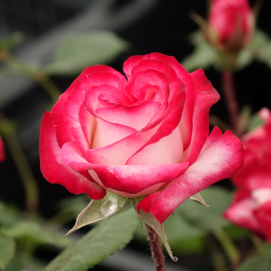 Rosa polyantha Laminuette