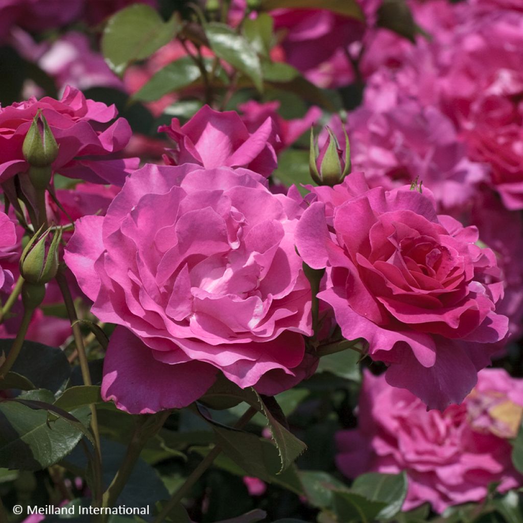 Rosa Floribunda Manou Meilland
