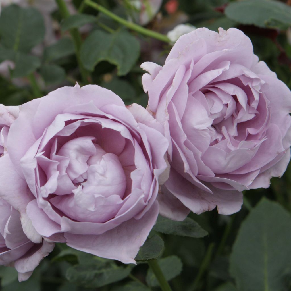 Rosa moderno Novalis