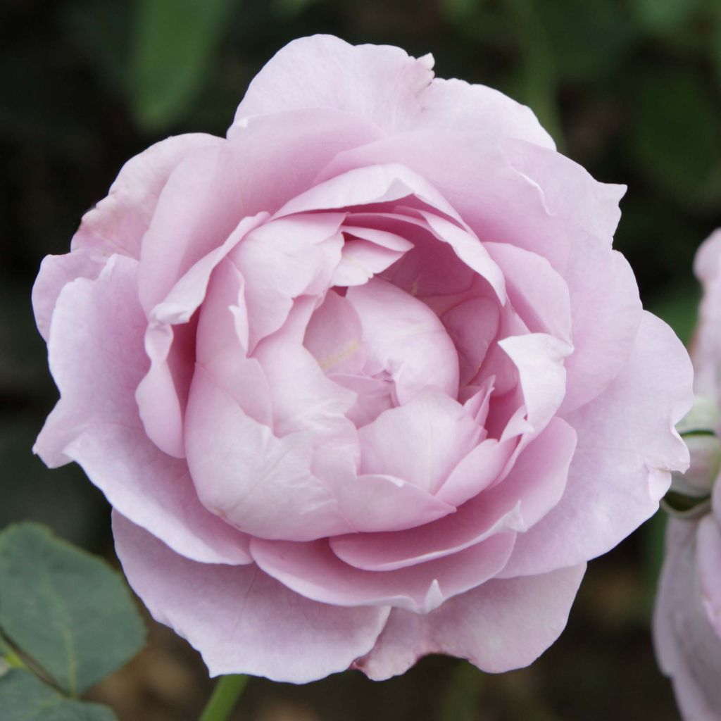 Rosa moderno Novalis