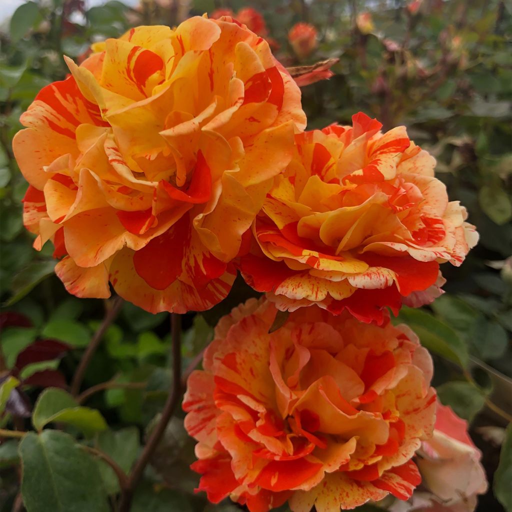 Rosa polyantha Oranges and Lemons