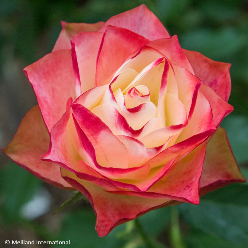 Rosa Floribunda Origami