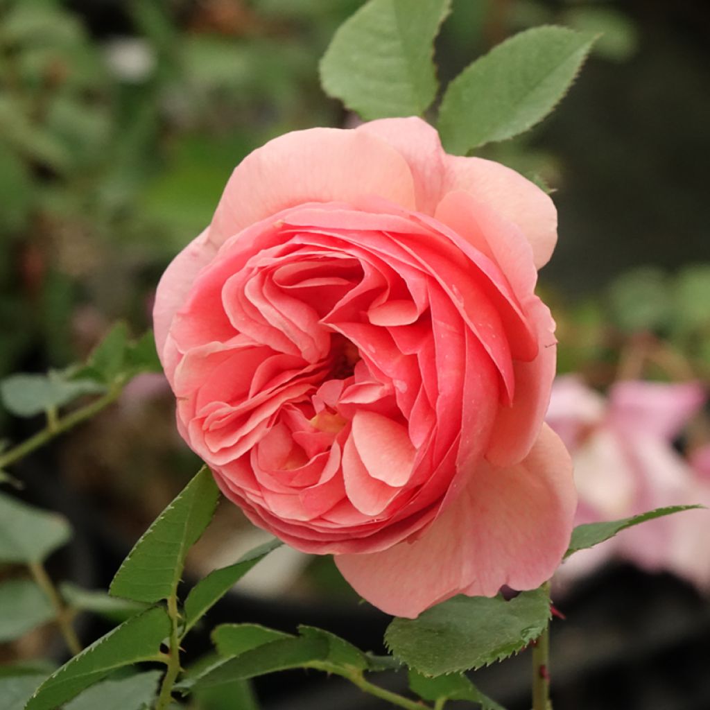 Rosa polyantha Park Abbey Rose