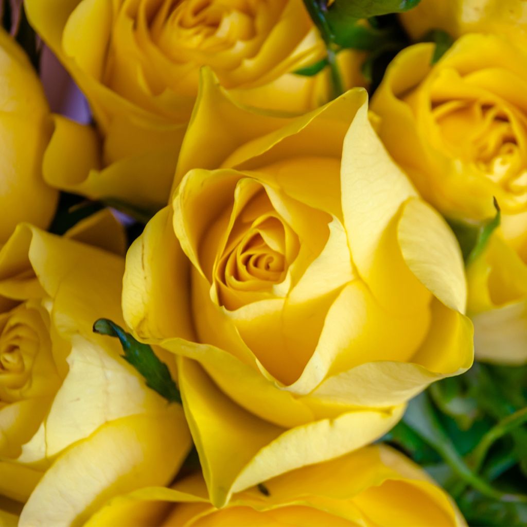 Rosa polyantha Picnic