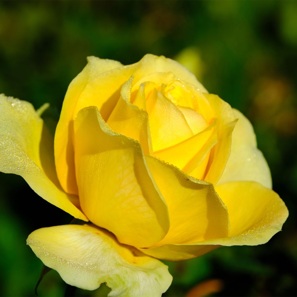 Rosa polyantha Picnic