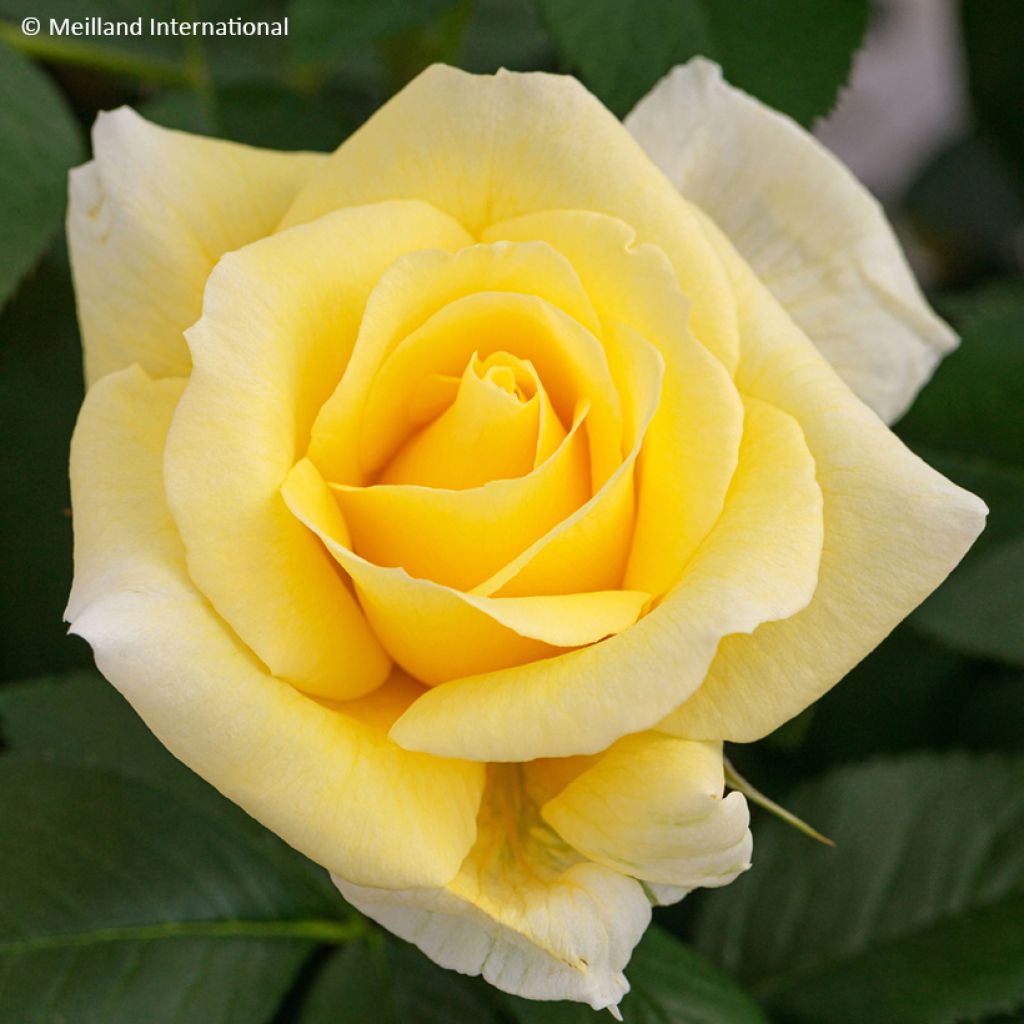 Rosa Floribunda Rustica III