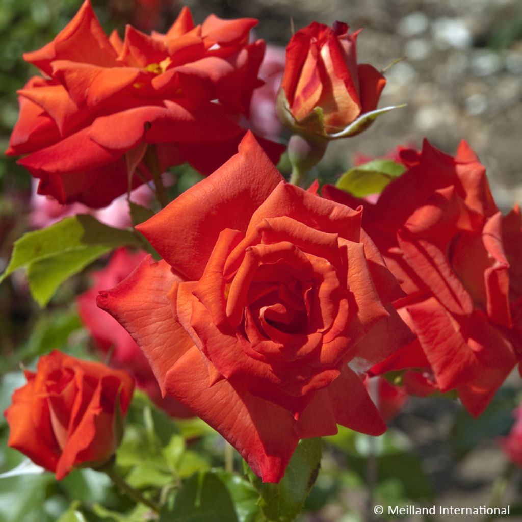 Rosa Floribunda Rusticana