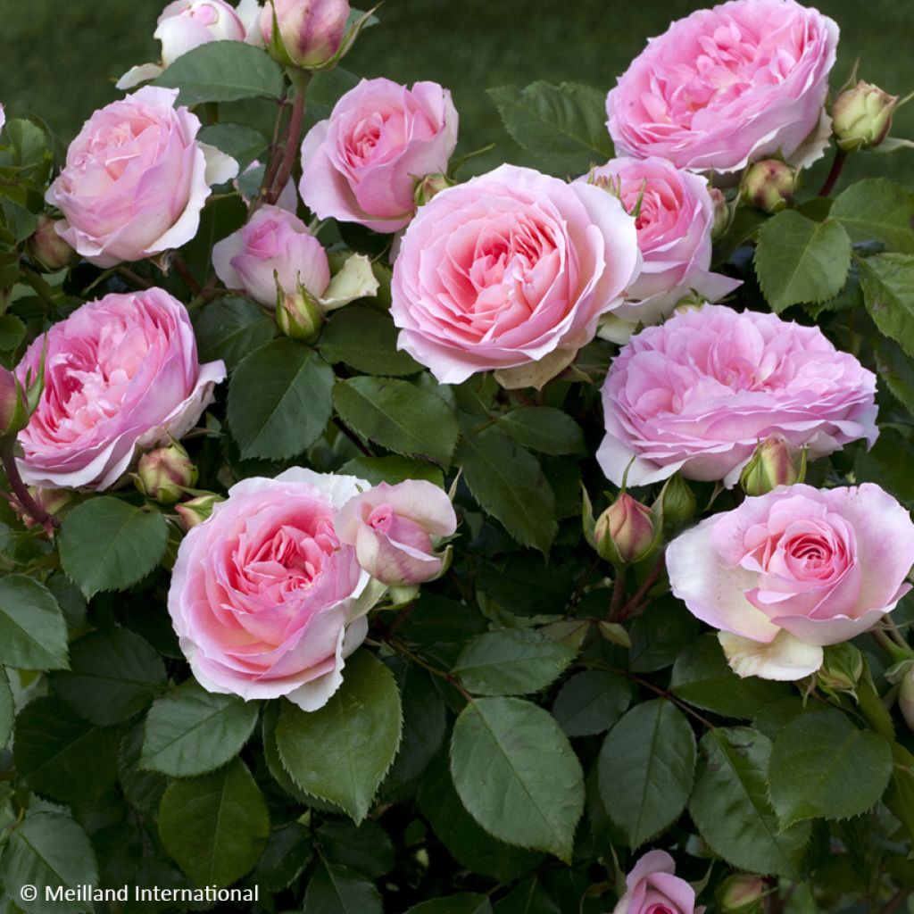 Rosa Floribunda Sophia Romantica 