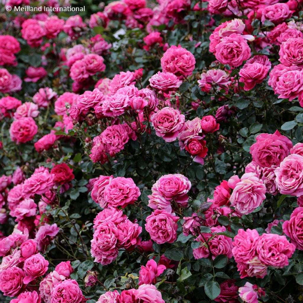 Rosa Alexandre Astier - Rose ibrida di tea