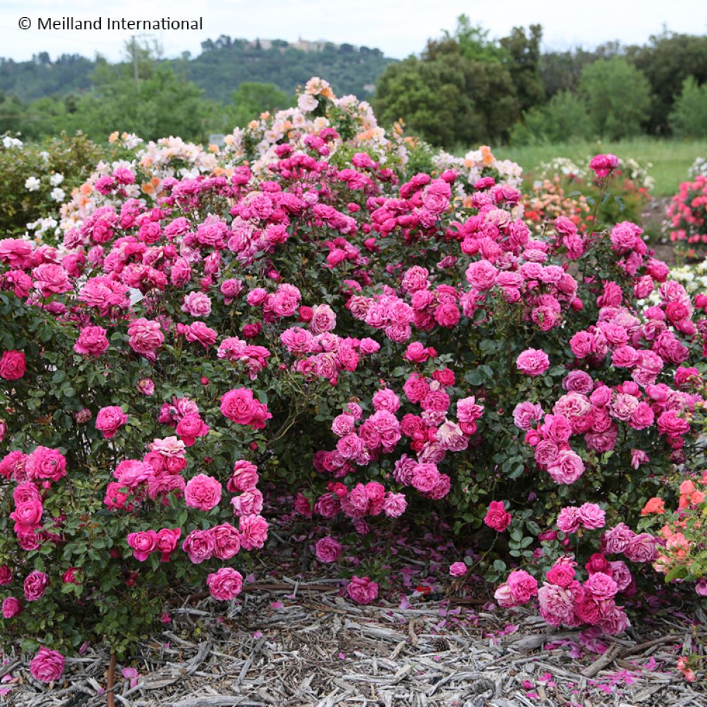 Rosa Alexandre Astier - Rose ibrida di tea