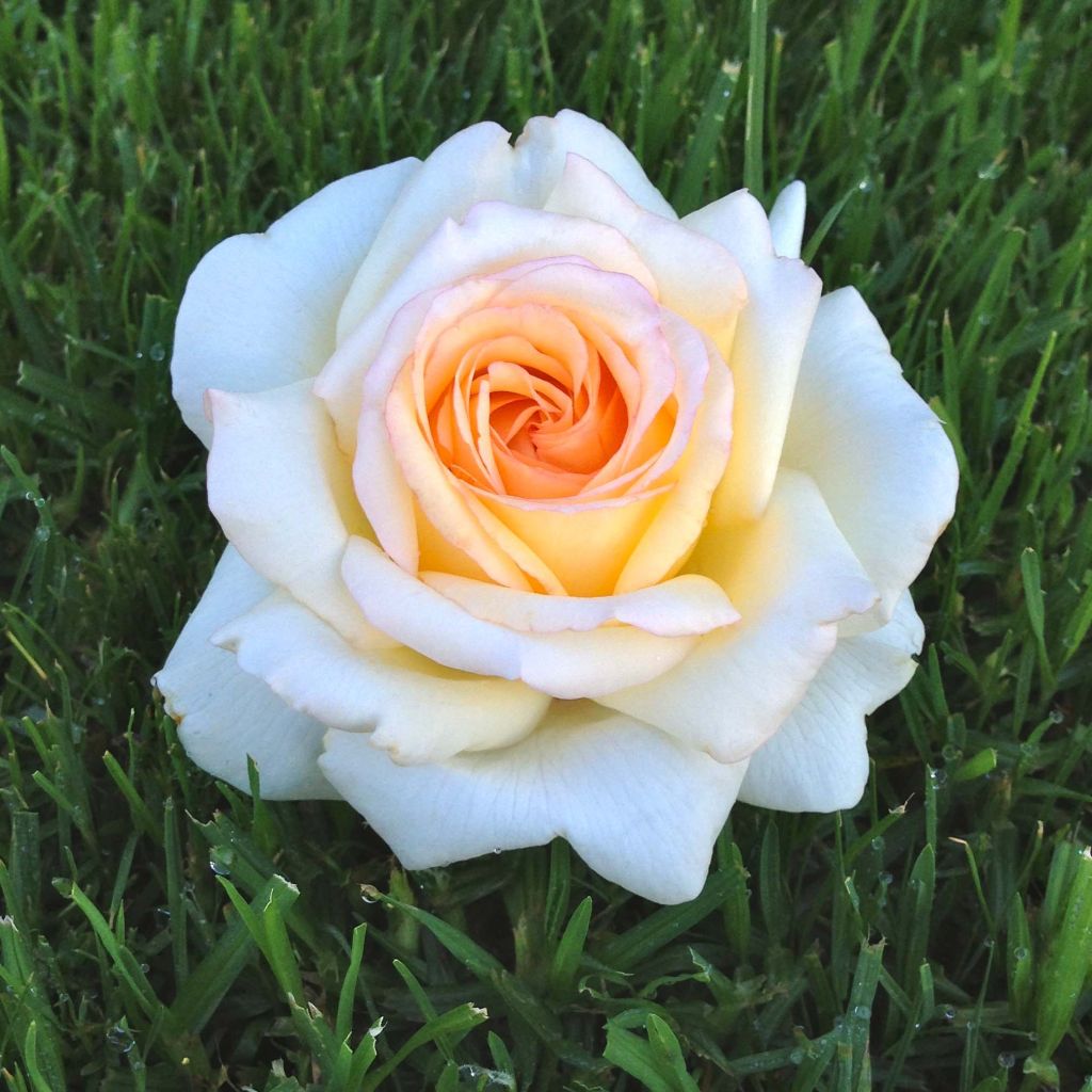 Rosa Anastasia - Rose ibrida di tea