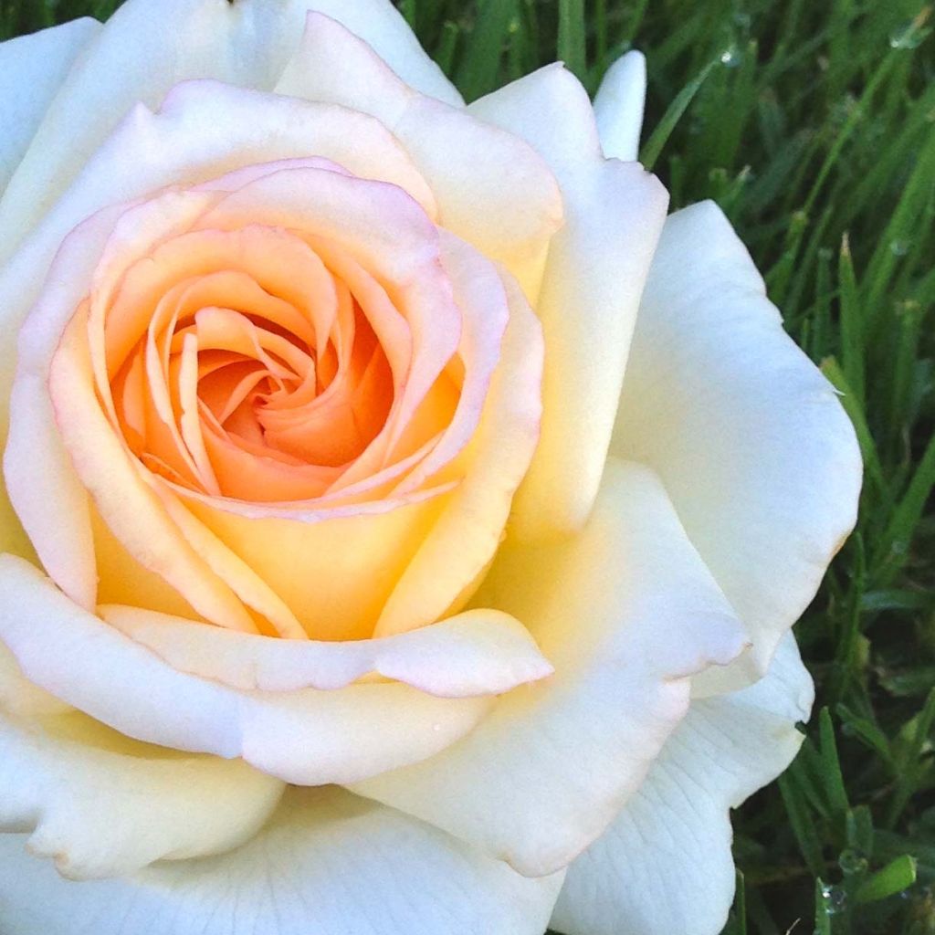 Rosa Anastasia - Rose ibrida di tea