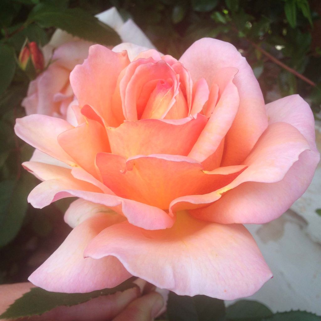 Rosa Belle du Seigneur - Rose ibrida di tea